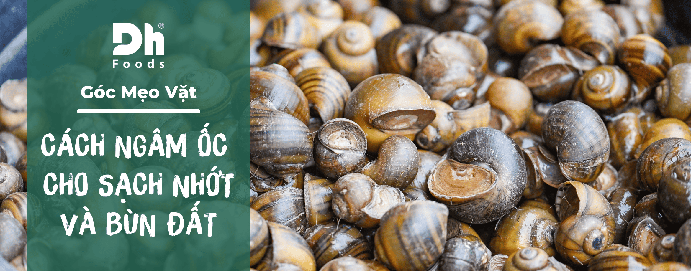Cách ngâm ốc cho sạch nhớt và bùn đất nhanh chóng, dễ làm