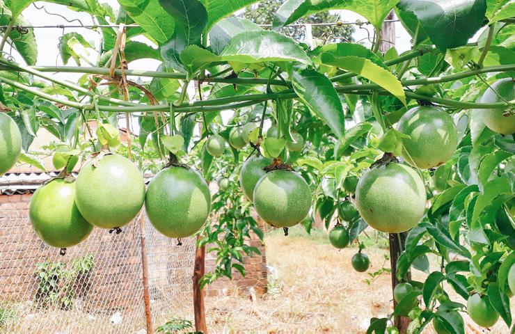 Chanh dây được trồng như thế nào?